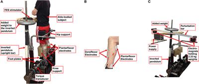 PID Controller Design for FES Applied to Ankle Muscles in Neuroprosthesis for Standing Balance